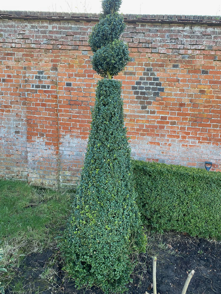No.1 – Topiary Arts